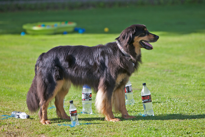 Hundeplausch/Plauschgruppe © Hundeschule gooddog