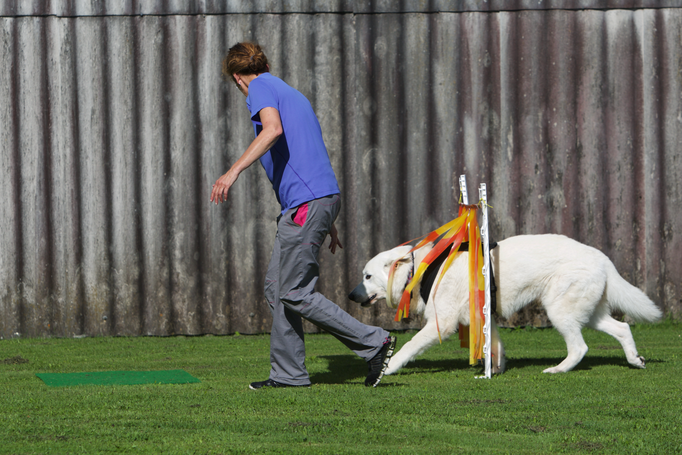 Hundeplausch/Plauschgruppe © Hundeschule gooddog