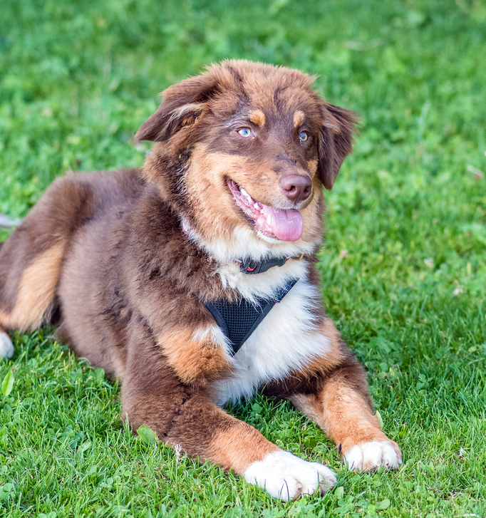 Junghundekurs © Hundeschule gooddog