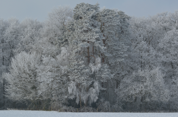 Duivendal in de winter 
