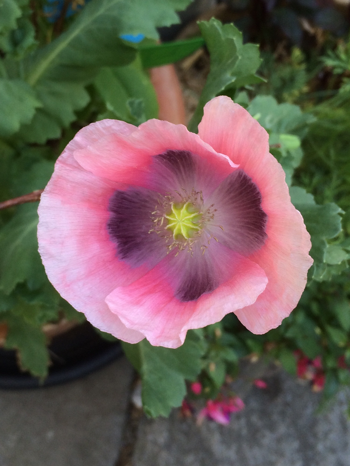 Schlafmohn (Papaver somniferum)