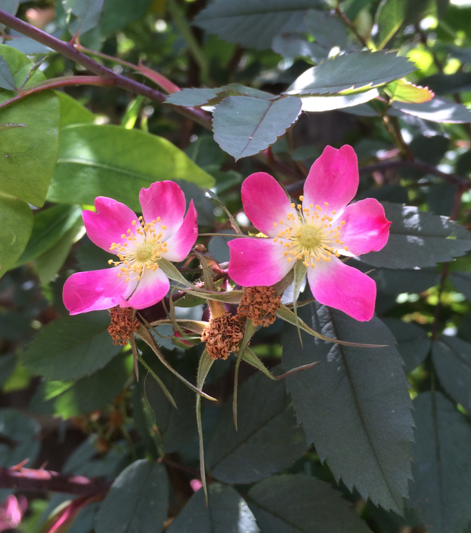 Bereifte Rose (Rosa glauca)