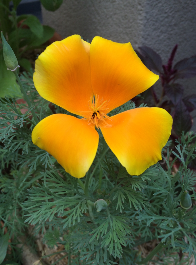 Kalifornischer Goldmohn (Eschscholzia californica)