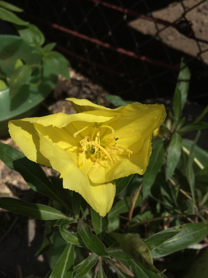 Nachtkerze (Oenothera biennis)