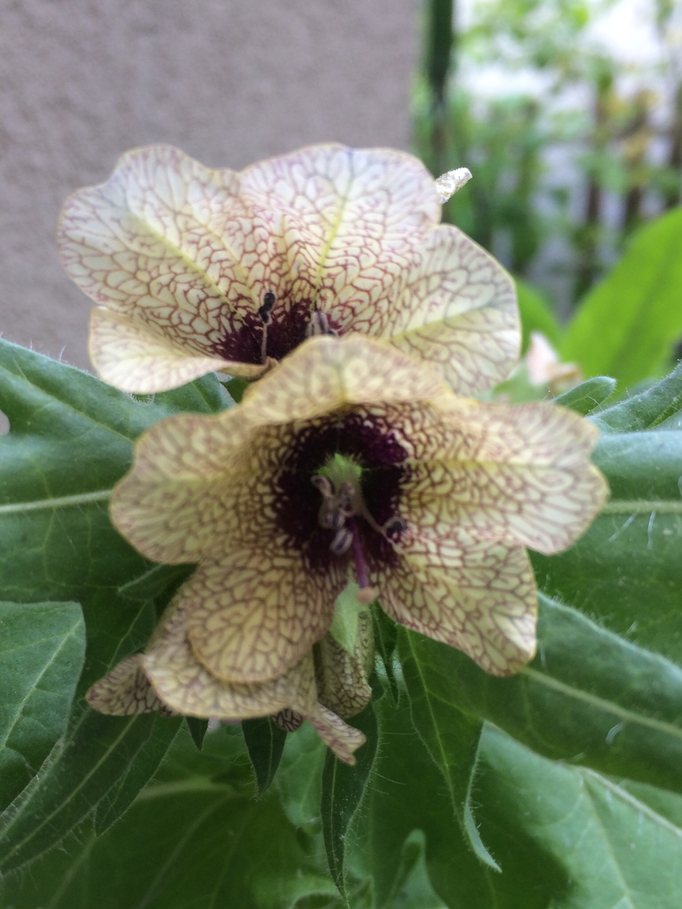 Schwarzes Bilsenkraut (Hyoscyamus niger)