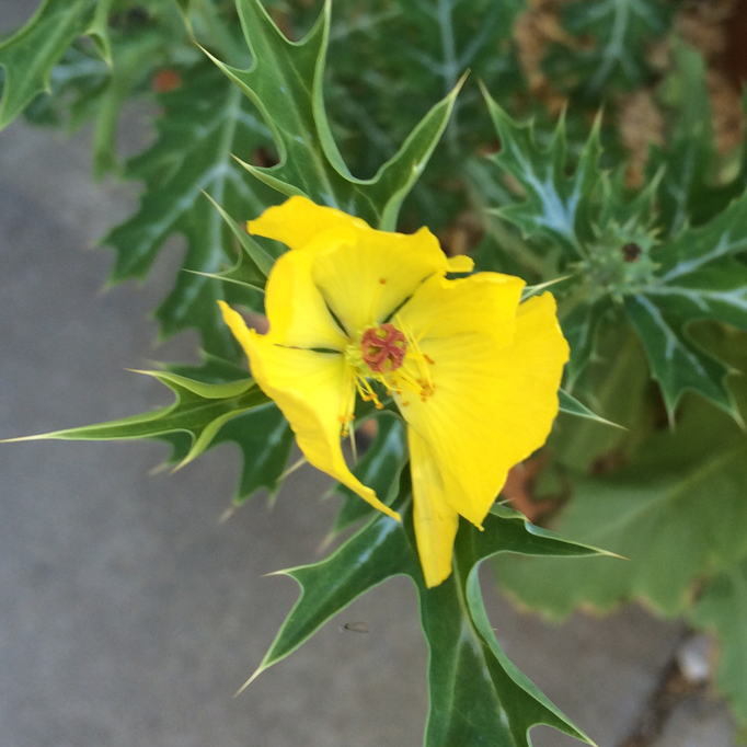 Stachelmohn (Argemone mexicana)