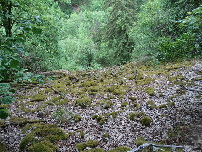 Halboffene, natürliche Blockschutthalde