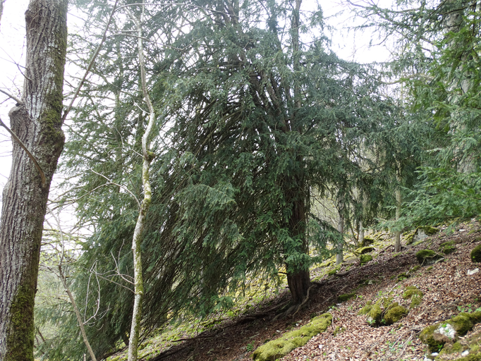 Alteibe im Schluchtwaldbestand im Neutal