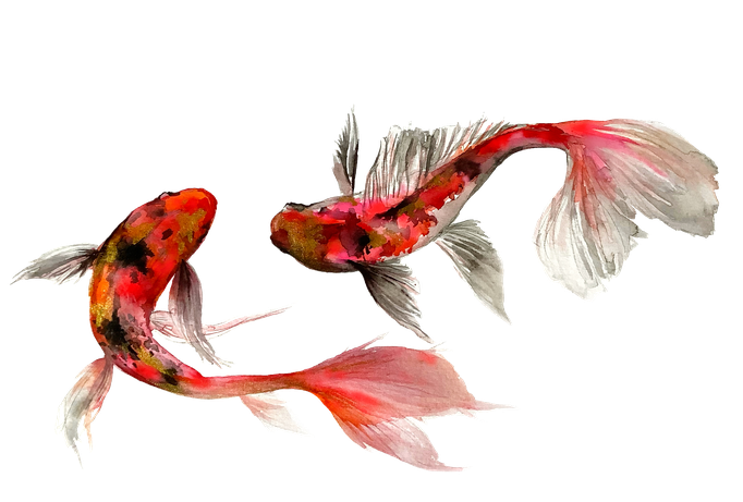 La Collections Des Poissons Japonais A L Aquarelle Site De Wild Little Mango