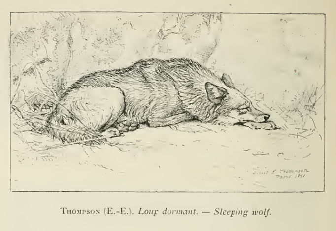 ETS Loupdormant