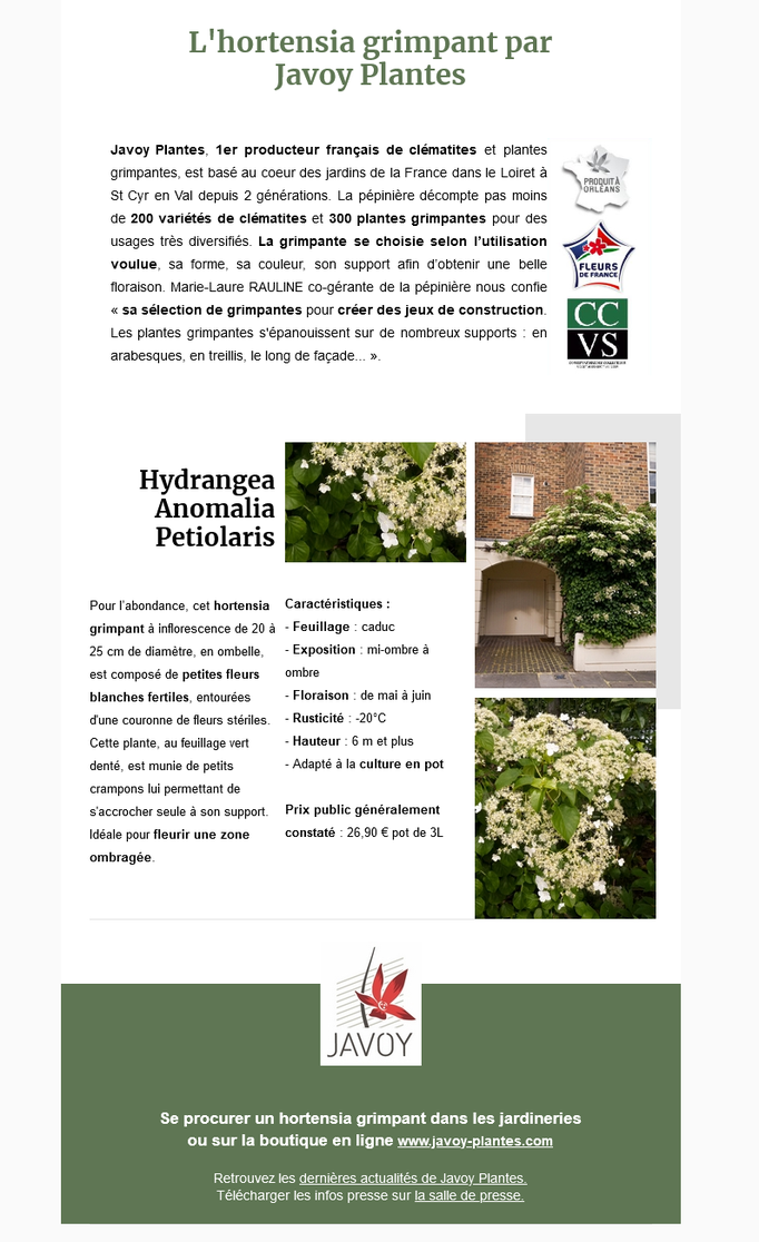 Dossier de presse Spécial "Hortensias" - Hortensia grimpant Javoy Plantes