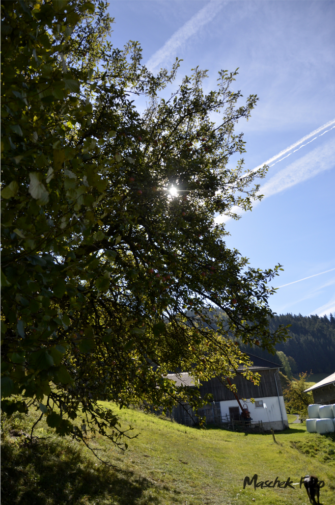 Braunberghütte_2018