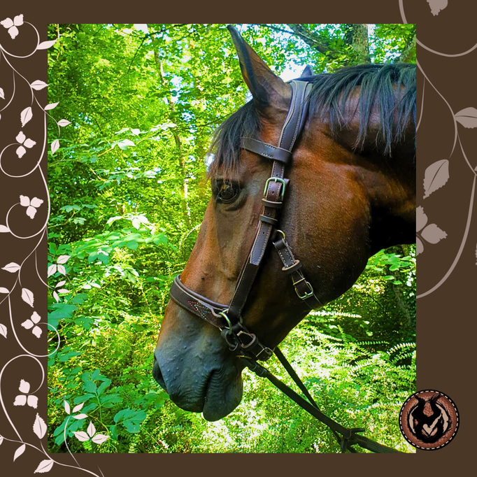 EQUITATION CUIR SELLERIE SAVOIE ANNECY