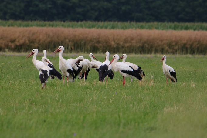 Weißstörche (Foto: Edmund Abel)
