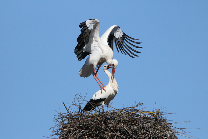 Storchenpaar (Foto: Edmund Abel)