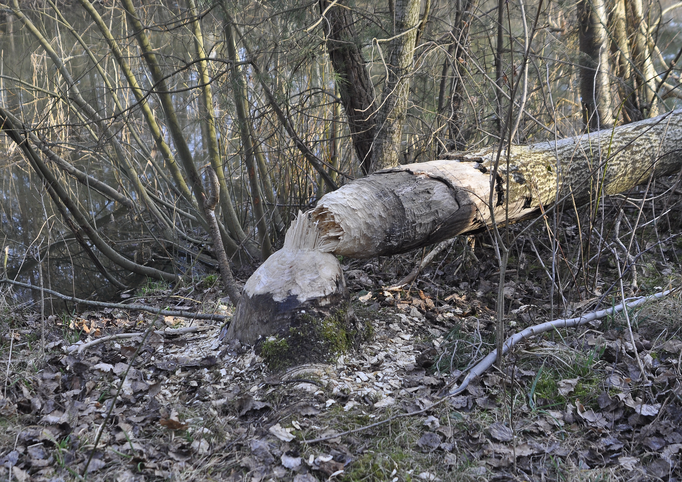 Durch die unverkennbaren Fraßspuren verrät der Biber seine Anwesenheit (Foto: Annelore Schneider)