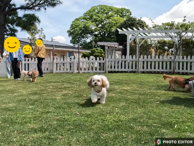 犬の保育園Baby・犬の社会化・犬のしつけ