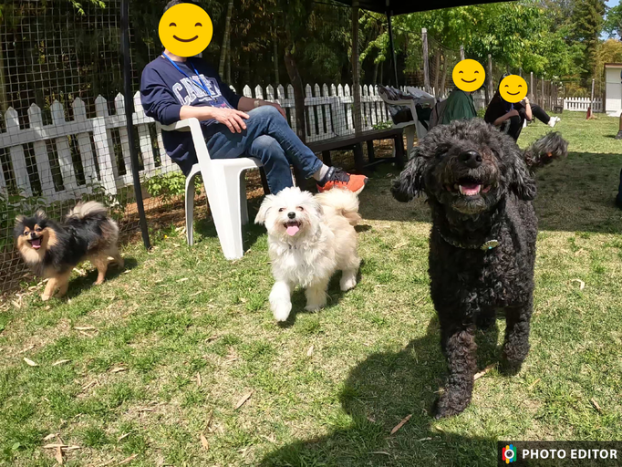 犬の保育園Baby・犬の社会化・犬のしつけ