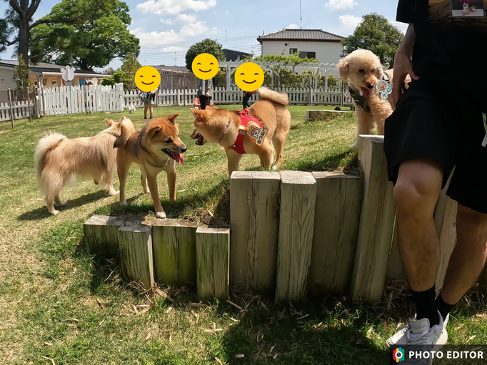 犬の保育園Baby・犬の社会化・犬のしつけ