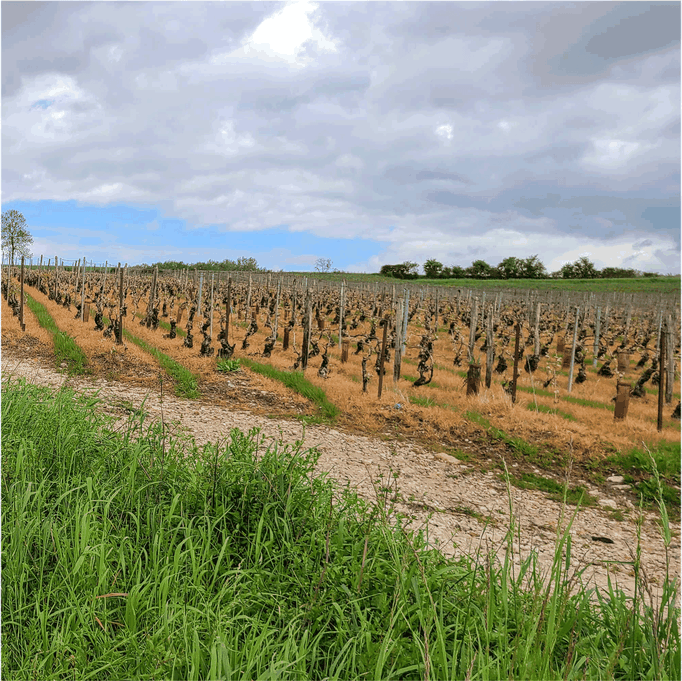 Vignoble
