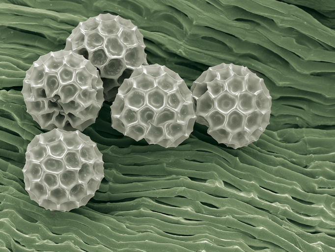 Pollen von Gompherena