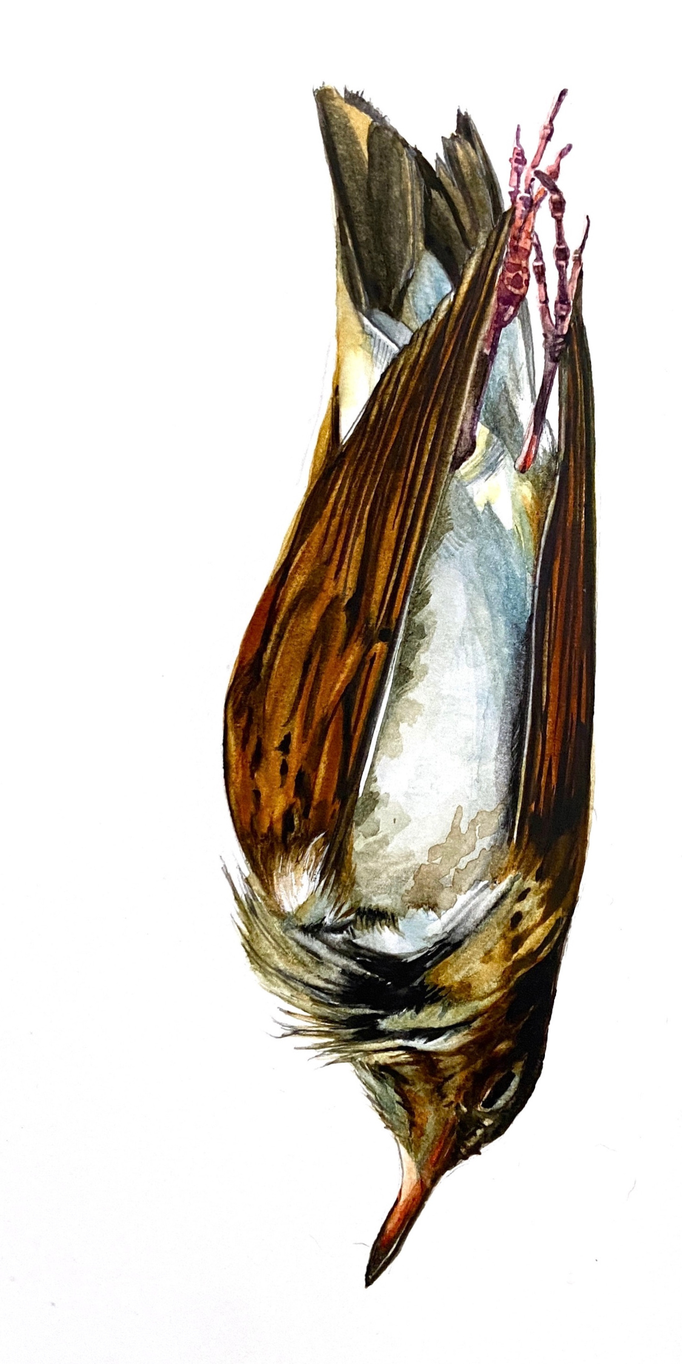 Hermit Thrush III Flag 48" x 96" sublimation print on poly poplin $350
