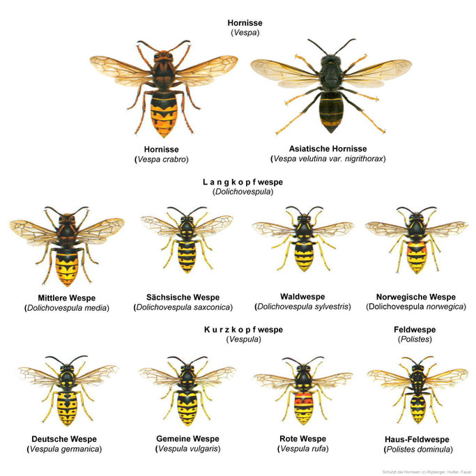 Quelle: www.aktion-wespenschutz.de