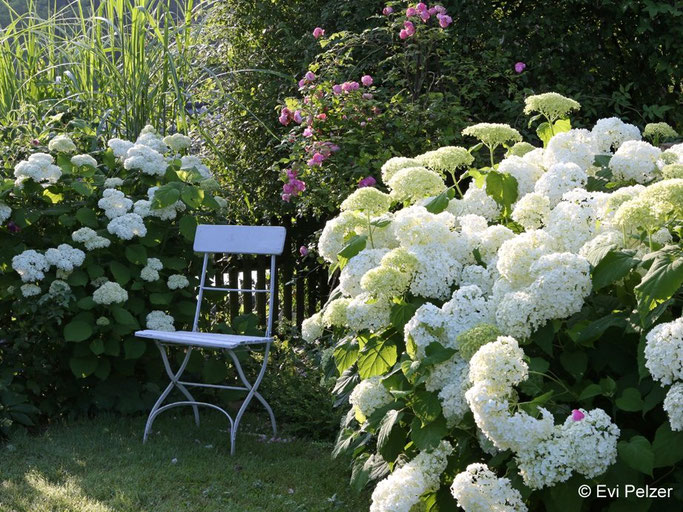 Schneeball-Hortensie 'Annabelle' im Garten der Fotografin Evi Pelzer