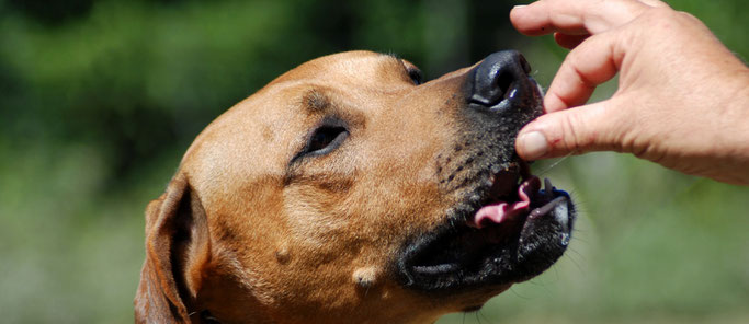 Dogsblog Hondenschool Nunspeet Hondentraining