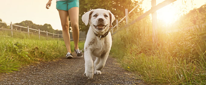 Puppycursus dogsblog hondenschool nunspeet harderwijk ermelo hulshorst hondentraining puppy's honden