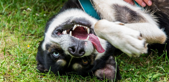 Dierendag Dogsblog Hondenschool & Avo Diervoeders