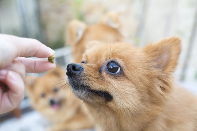 Hondenschool Nunspeet Elburg Harderwijk Hondentraining Puppycursus