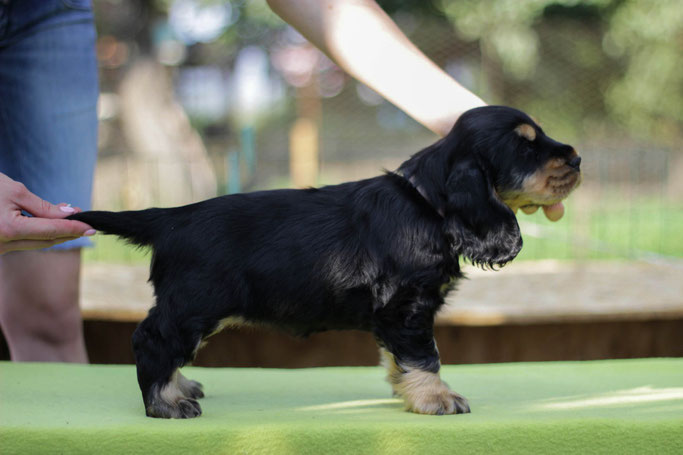 Double Happiness Smile Angel UA ( female ) 7weeks Продана Німетчнна