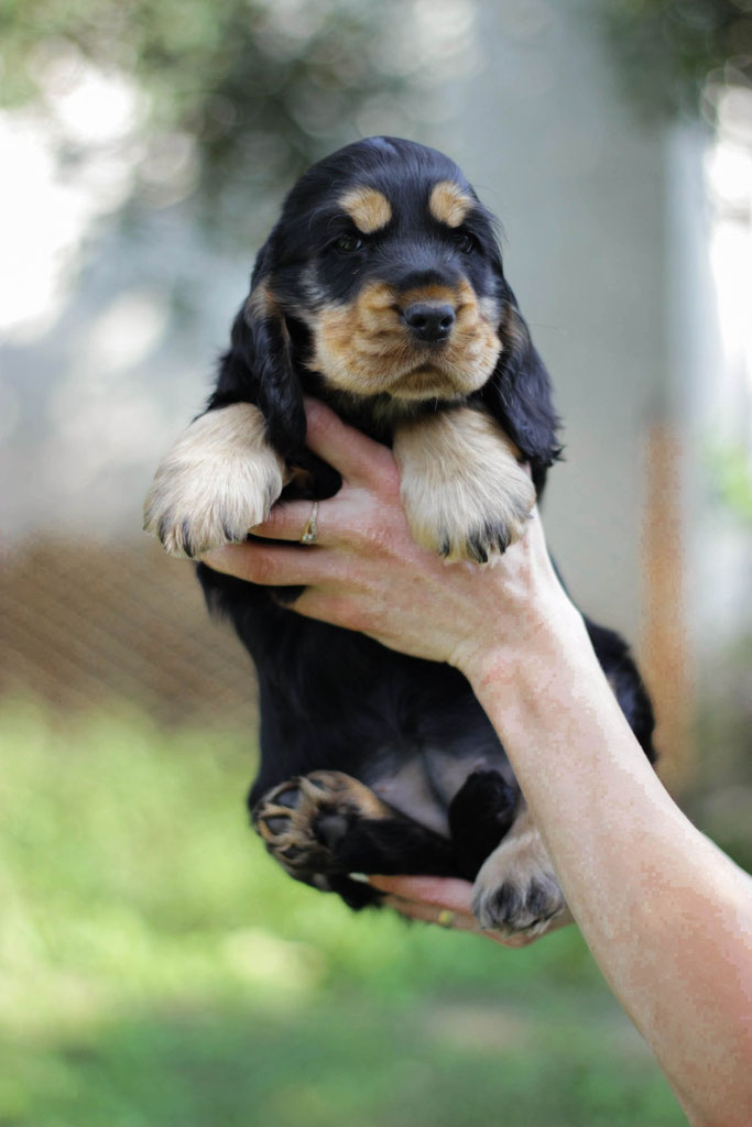 Double Happiness Smile Angel UA ( female ) 7weeks  Продана Німетчинна