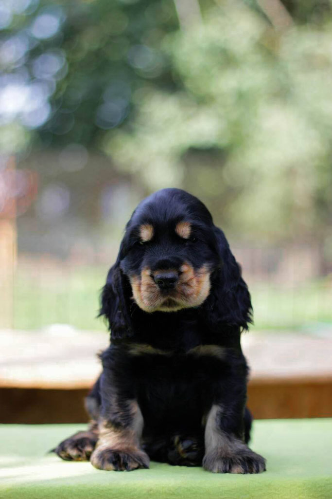 Dynamite Deluxe Smile Angel UA (male) 7 weeks Проданий Німетчинна