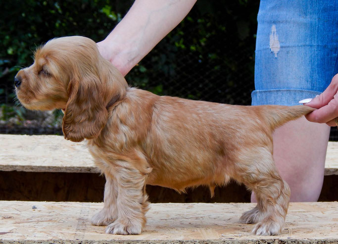 Dream Boy Smile Angel UA (male) Проданий Львів