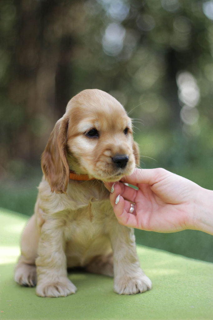 Donatella Versace Smile Angel UA ( female ) Продана Київ