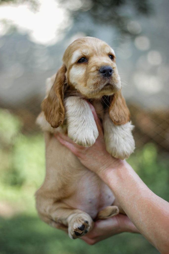 Diamond In The Sky Smile Angel UA ( female )  7 weeks Продана Німетчинна