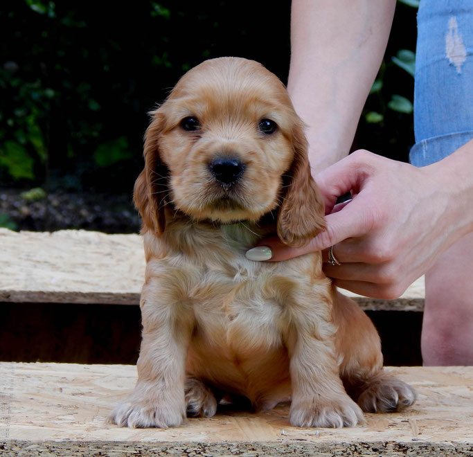 Dream Boy Smile Angel UA (male) Проданий Львів