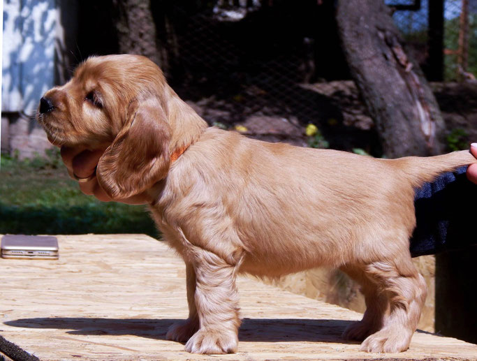 Donatella Versace Smile Angel UA ( female ) Продана Київ