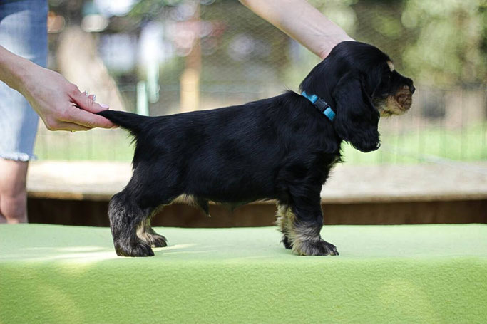 Dynamite Deluxe Smile Angel UA (male) 7 weeks Проданий Німетчинна