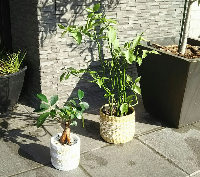 大分市　みつか漢方養生堂　観葉植物の日光浴