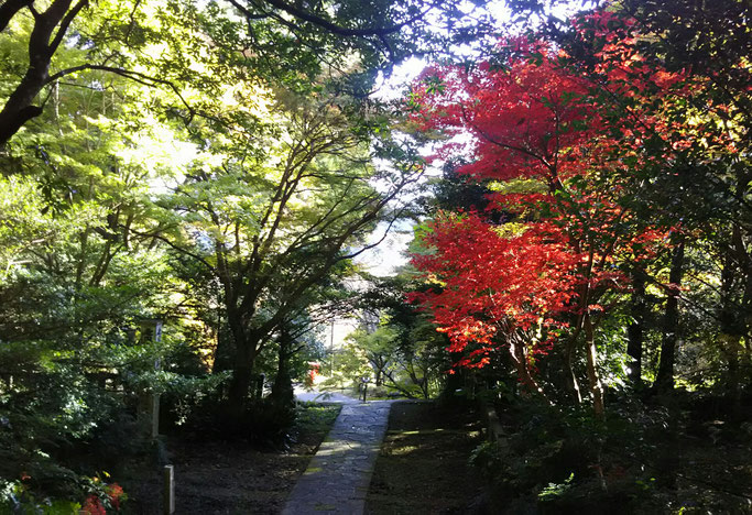 大分市　みつか漢方養生堂　柞原八幡宮