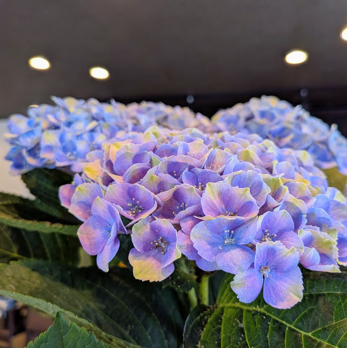 紫陽花　彩虹　大分県大分市　みつか漢方養生堂　中医学