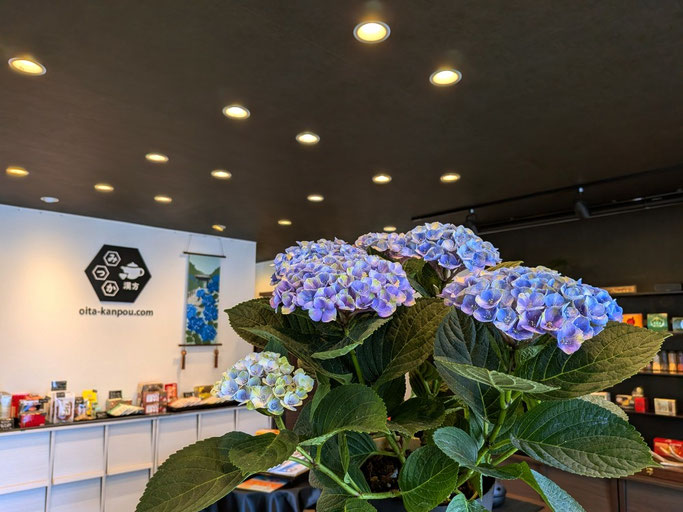 大分県大分市　みつか漢方養生堂　漢方専門店　紫陽花