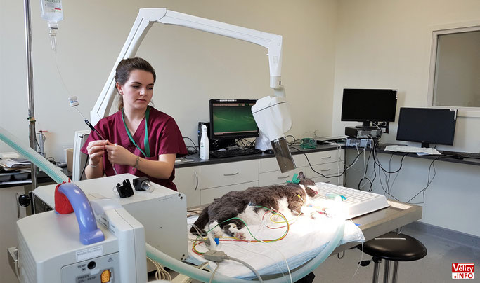 Axelle, vétérinaire auxiliaire chez Advetia, s'assure du bon réveil de ce chat qui vient de subir un examen.