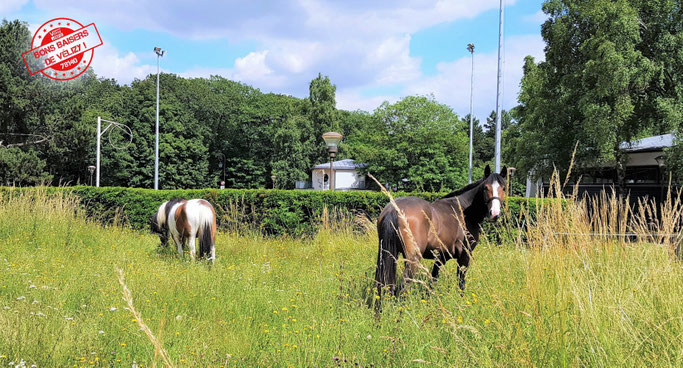 Icamani et Castlewellan du Poney-club de Vélizy-Villacoublay dans un enclos du quartier Le Village.