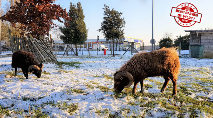 Moutons d'Ouessant sur la parcelle d’éco-pâturage de Vélizy-Villacoublay.