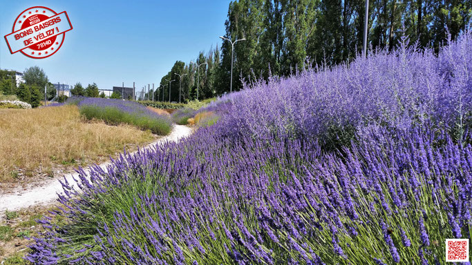 Massif de lavande à Vélizy-Villacoublay. Bons baisers de Vélizy ! 