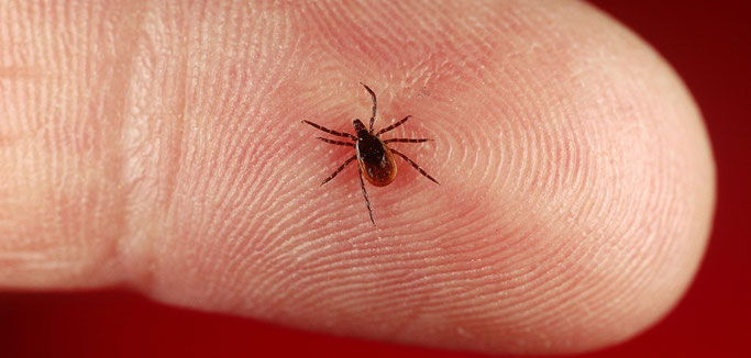 Les tiques mesurent entre 1 et 3mm.